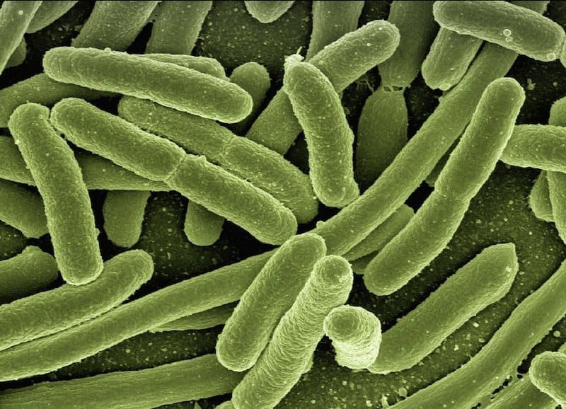 microscopic image of bacteria