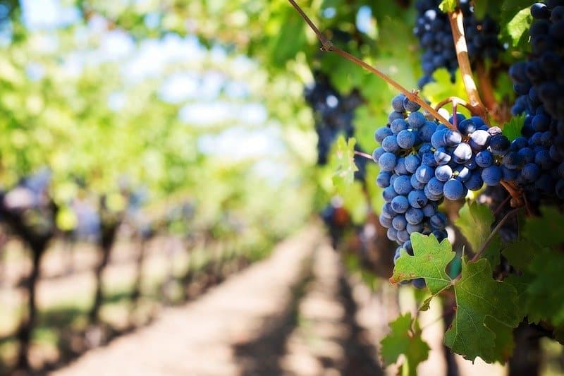 purple grapes on a vine in a vineyard