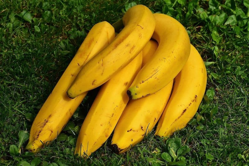 bunch of bananas sitting in grass