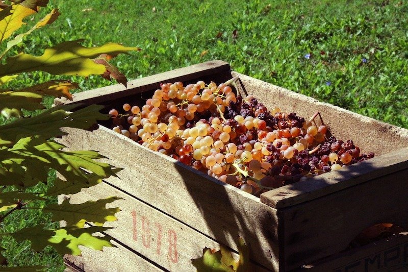 bunches of grapes picked in wooden box