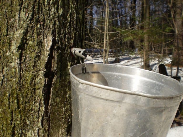 Can You Ferment Maple Syrup? Home Kitchen Talk