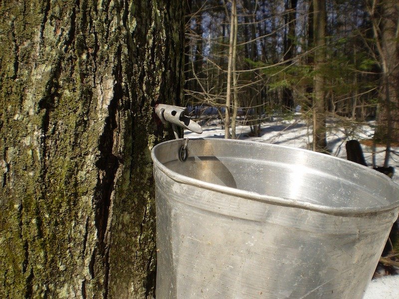 maple tree with spigot for maple sap attached to metal bucket