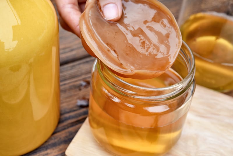 hand holding scoby kombucha jar