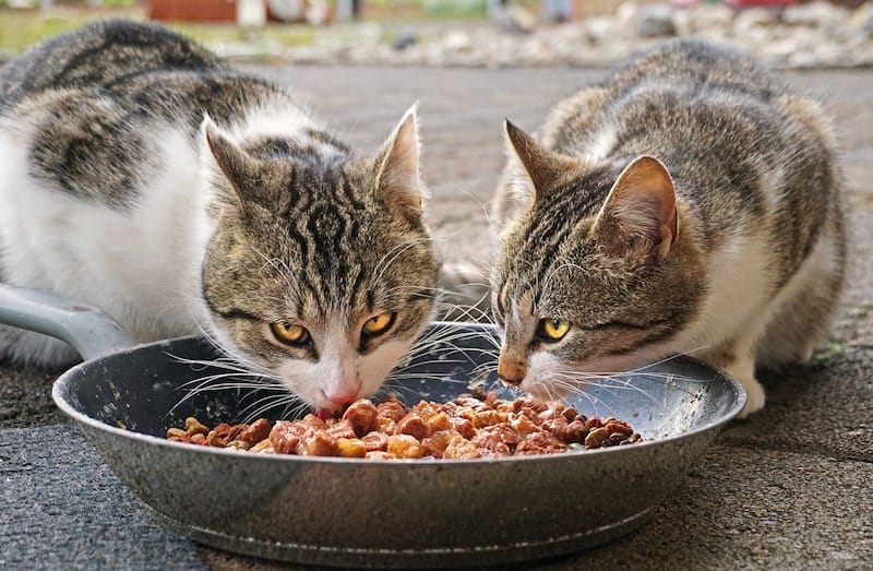 can cats eat prosciutto