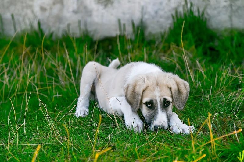 sick down kneeling in grass