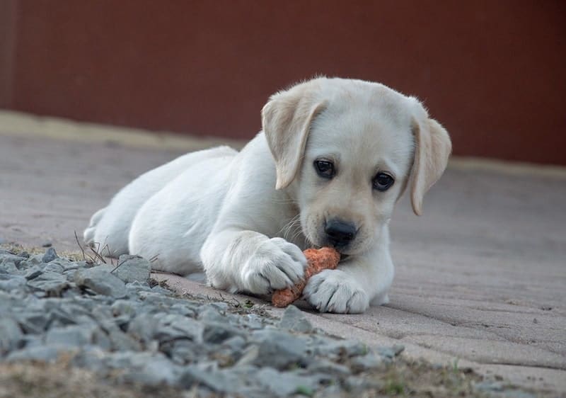 can dogs eat sausage casing